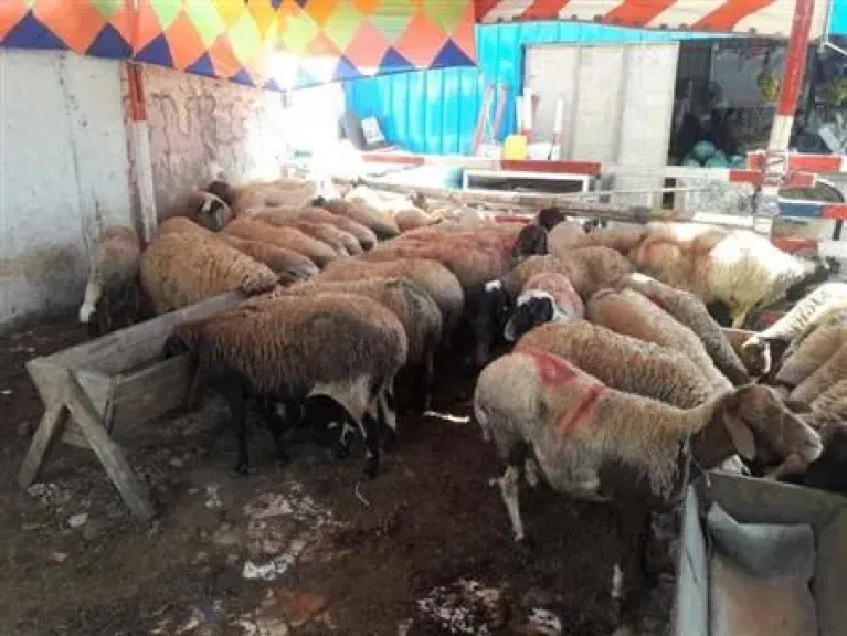 أضاحي العيد