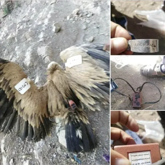 حديقة حيوان الموساد