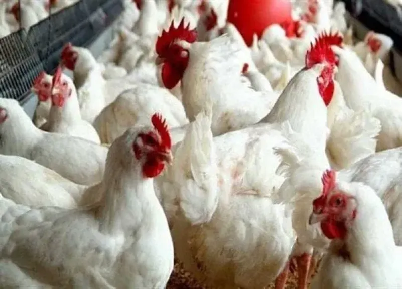 في سوق مشتعل.. أسعار الدواجن والبيض تواصل الصعود الأربعاء 8 أكتوبر