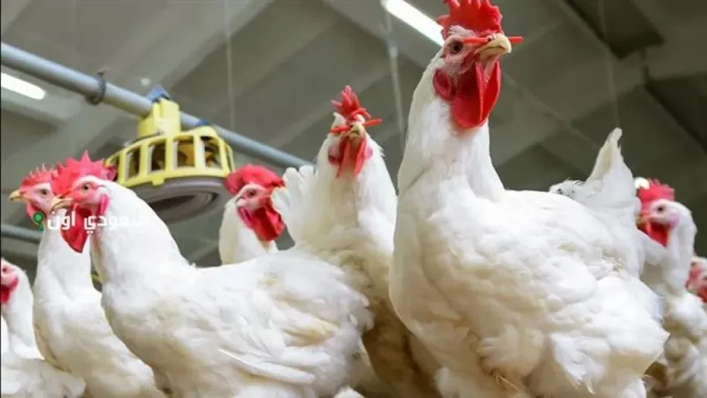 قفزة جديدة في أسعار الدواجن والبيض اليوم الاثنين 3 نوفمبر 2025.. المفاجأة الصادمة للمستهلكين