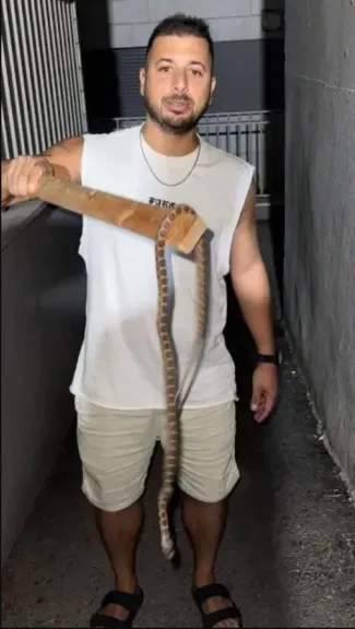 ثعابين وعقارب تهاجم بلدة في إسرائيل.. سكان طبريا يعيشون “فيلم رعب” يومي داخل منازلهم (صور)