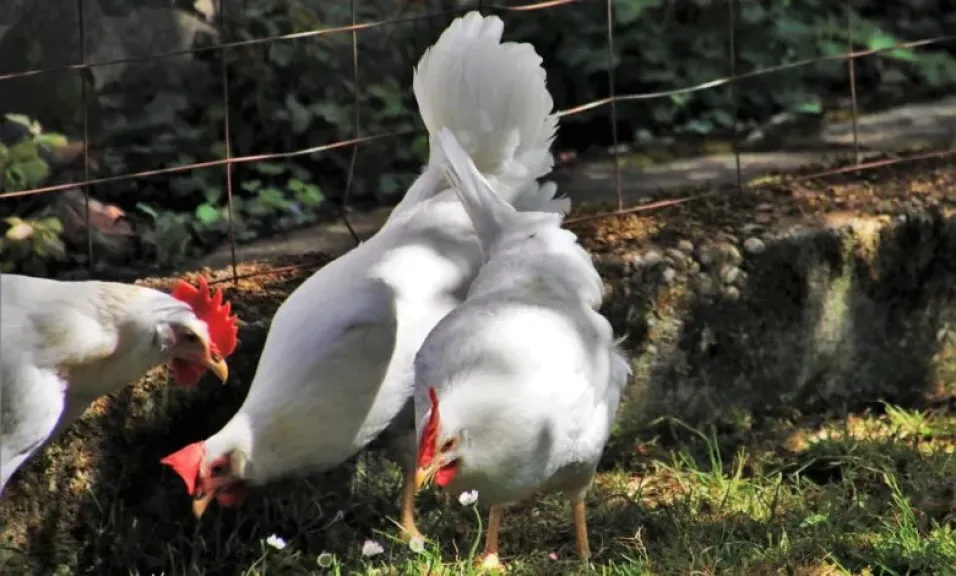 الفراخ البيضاء تترقب.. تعرف على أسعار الدواجن والبيض الأحد 9 نوفمبر