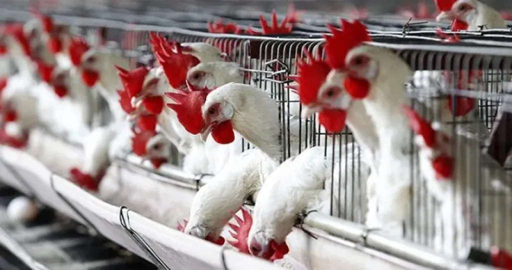 بورصة الدواجن تشعل الأسعار.. تعرف على سعر الفراخ اليوم الجمعة 14 نوفمبر 2025