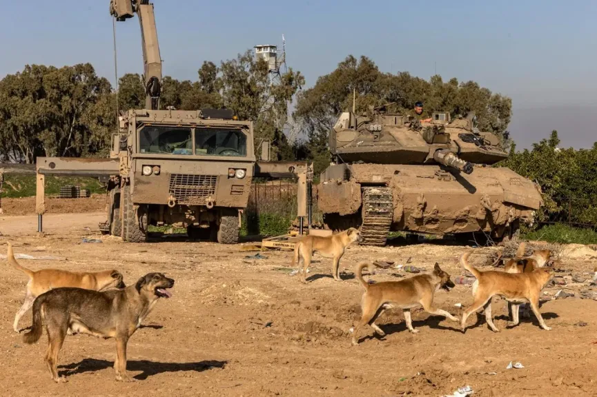 الإعلام  الإسرائيلي آلاف من الكلاب الضالة “ذات الأصول المصرية” تُرهب المستوطنات وتحوّل حياة السكان إلى جحيم