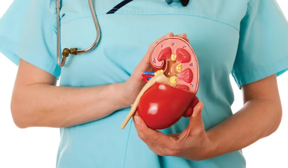 وداعًا لألم الكلى.. طرق طبيعية وطبية لتفتيت الحصوات والوقاية منها