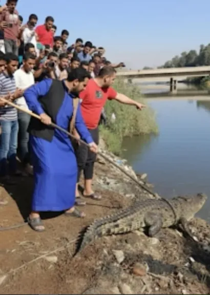 شاهد بالصور.. أهالي الشرقية يطاردون التماسيح داخل مصرف زراعي في الزوامل وسط حالة رعب غير مسبوقة