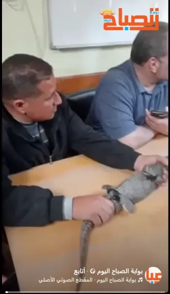 ”تمساح الشرقية”.. من فيلم رعب على السوشيال ميديا إلى ”تمساح ألعاب” بحجم كف اليد