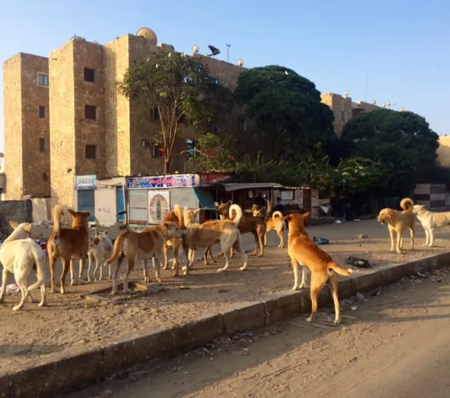 خطة شاملة لاحتواء ظاهرة الكلاب الضالة عبر مراكز إيواء وتعقيم في المحافظات حفاظًا على السلامة العامة