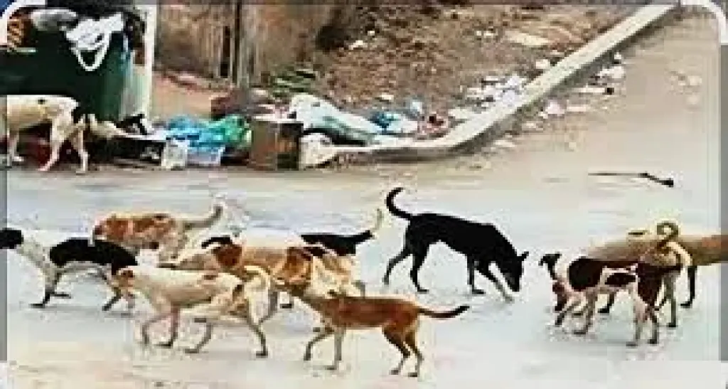 خطر يطرق الأبواب.. انتشار الكلاب الضالة في مصر يعيد للأذهان مأساة العراق بعد وفاة شاب بعضة كلب