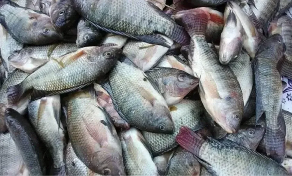أسعار الأسماك اليوم الجمعة 26 ديسمبر 2025.. تراجع مفاجئ في البلطي والماكريل وزيادة الإقبال